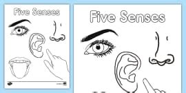 KS1 The Five Senses Display Pack Teacher Made