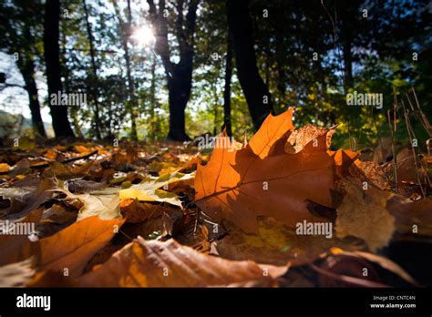 Chute De Quercus Rubra Banque De Photographies Et Dimages Haute