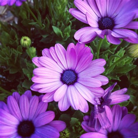 Ultra Violet Purple Flowers Love Flowers Fine Art Photo Prints