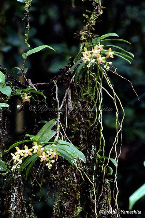 Wild Orchid Island Amami Oshima Plants Of Forest Horizon