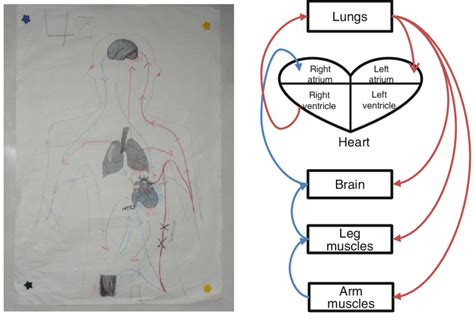 Group 4's diagram model of systemic circulation | Download Scientific ...