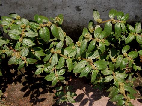 Euphorbia Hirta (Asthma-plant): Health Benefits, Uses, and Potential