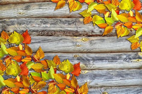 Fall Foliage Stock Photos, Images and Backgrounds for Free Download