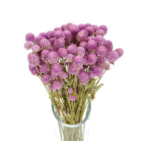 Dried Lilac Globe Amaranth Gomphrena Premium Bunch Stems Blosmi