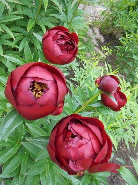 ПИОНЫ \PEONIA\ - Бакай белл