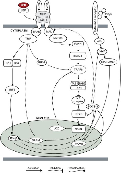 Tlr And Jak Stat Signalling Pathway Overview Of Tlr And Jak Stat