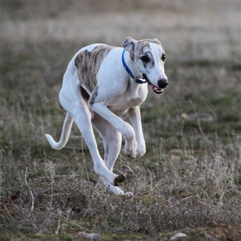 Whippet running