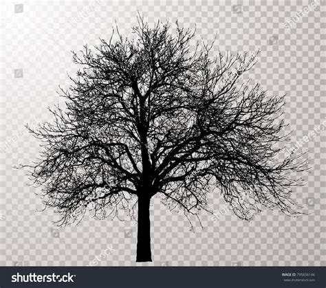 Vector Drawing Transparent Silhouette Naked Winter Stock Vector Royalty Free