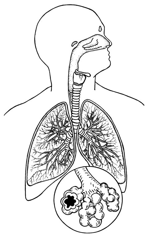 The best free Respiratory drawing images. Download from 129 free ...