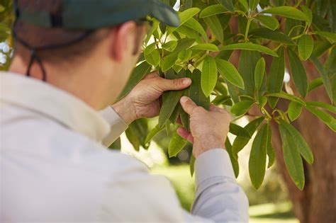 Unbeatable Tree And Shrub Care Trugreen Midsouth