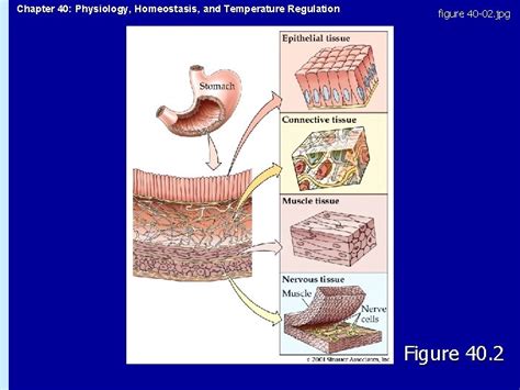 Chapter 40 Physiology Homeostasis And Temperature Regulation CHAPTER