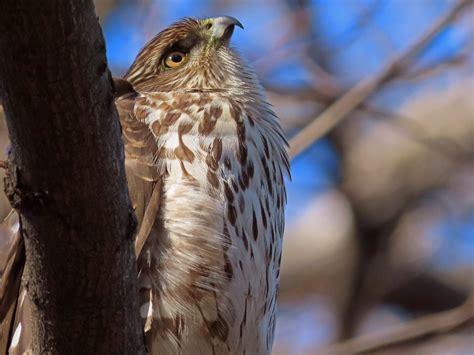 Cooper's Hawks — Susan Kirby