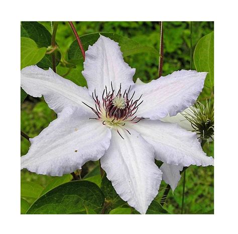 Клематис крупноцветковый (46 фото)