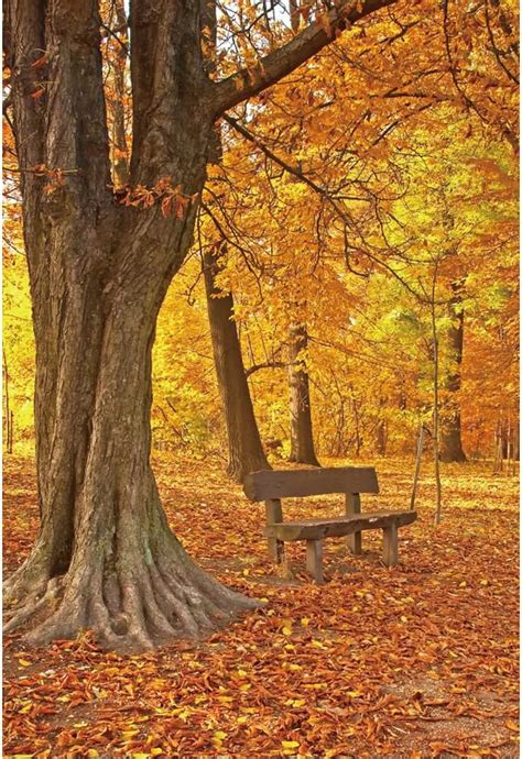 Amazon AWERT 4x6ft Autumn Park Backdrop For Photography Golden