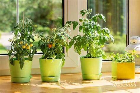 Ultimate Guide to Growing Tomatoes Indoors: Tips and Tricks