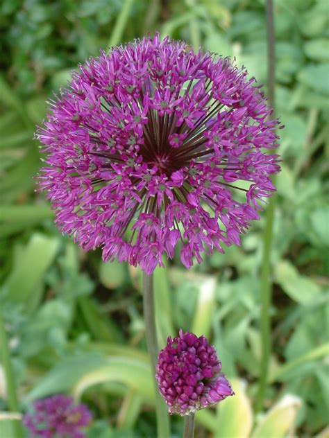 Allium Holandicum Sensation The Beth Chatto Gardens