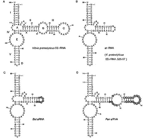 Sequence And Possible Secondary Structure Of The V Proteolyticus 5s