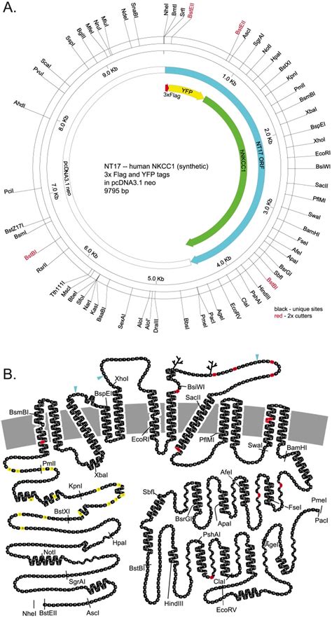 A Restriction Enzyme Map Showing Silent Restriction Sites B 2 D