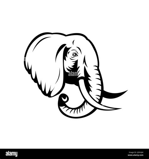 Illustration pochoir de la tête d un éléphant d Afrique Loxodonta