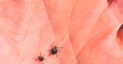 7 Lone Star Tick Symptoms To Look Out For If You Think Youve Been Bitten