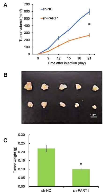 Down Regulation Of PART 1 Reduced NSCLC Tumor Growth In Vivo Sh PART1