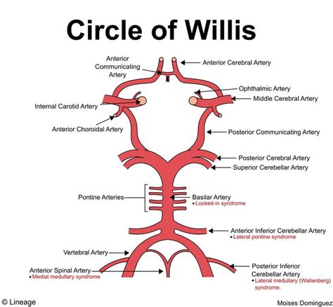 Circle Of Willis Neurology Circle Of Willis Basic Anatomy And