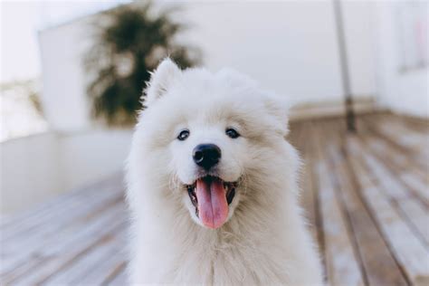 White and Black Siberian Husky · Free Stock Photo