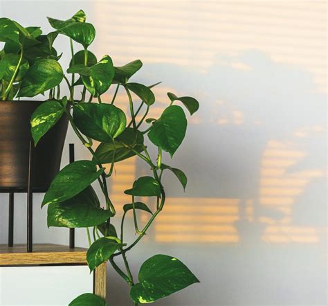 Discover The Top 7 Benefits Of Pothos Plant For Your Home And Health