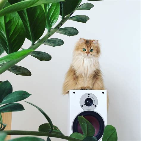 Meet Smoothie The World S Most Photogenic Cat