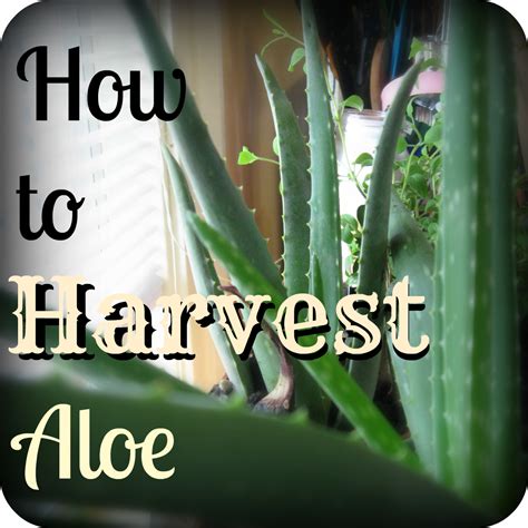 How To Harvest Aloe Vera Slightlysteady Medicinal Plants Aloe Vera