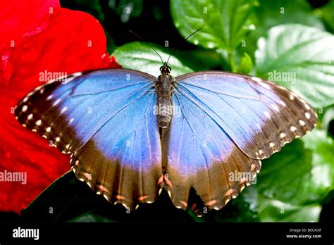 Peleides Blue Morpho Morpho Peleides Stock Photo Alamy