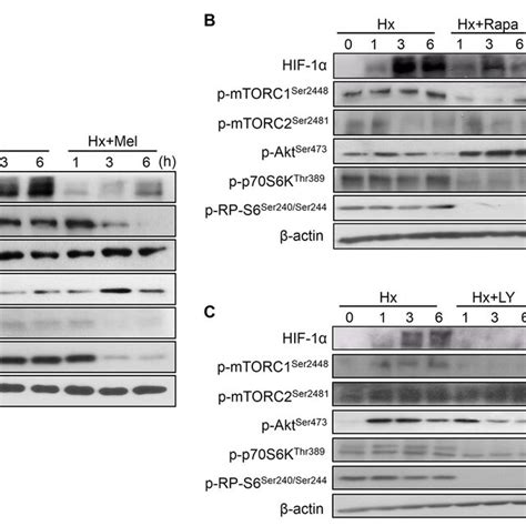 Impact Of Melatonin On Pi3kaktmtor Hif 1α Synthesis Pathway Assayed