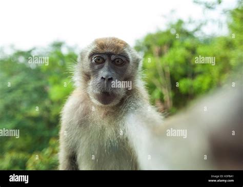 Macaque Selfie Stock Photo - Alamy