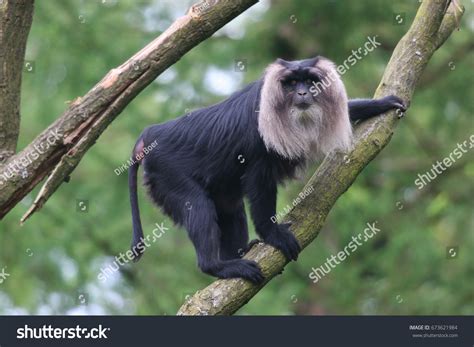 Lion tailed macaque Images, Stock Photos & Vectors | Shutterstock