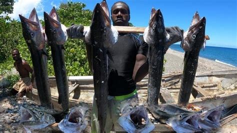 My Biggest Barracuda Catch Of The Year Spearfishing For Food And