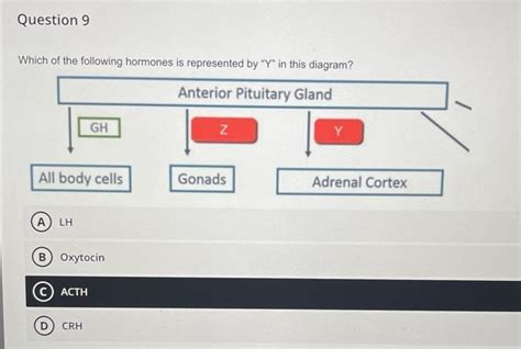 Solved Which Of The Following Hormones Is Represented By Y Chegg