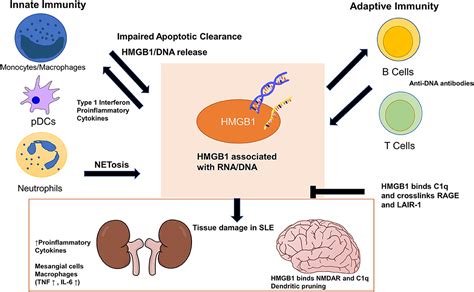 Frontiers Hmgb1 In Systemic Lupus Erythematosus