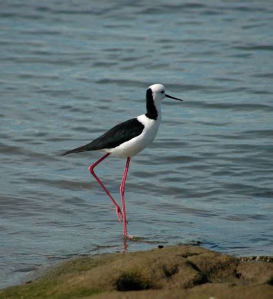 Types Of Seabirds Pictures | Download Free Images on Unsplash