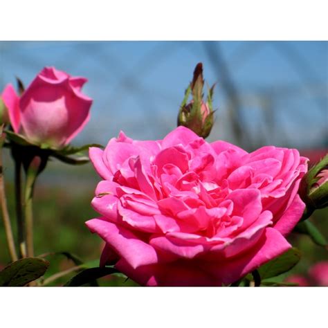 Knockout Roses Pink Rose Pink Double Knockout Flowering Shrub in 1 ...