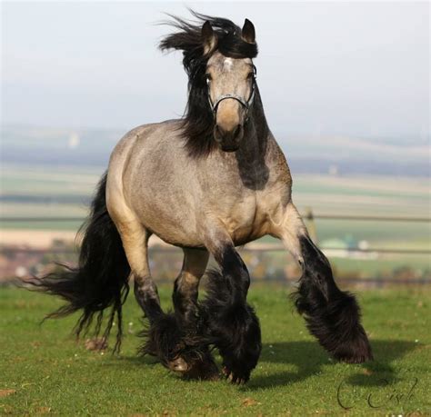 Irish Cob Buckskin Stallion Gypsy Horse Beautiful Horses Pretty Horses