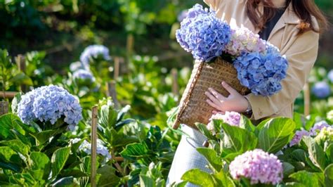 5 Tips for Long-Lasting Cut Hydrangea Blooms