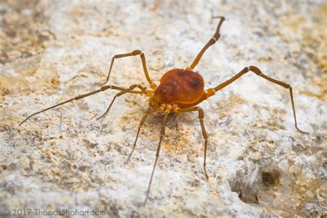 Harvestman Thomas Shahan Flickr