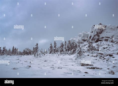 Los abetos congelados en la ladera de la montaña Bosque nevado bajo un