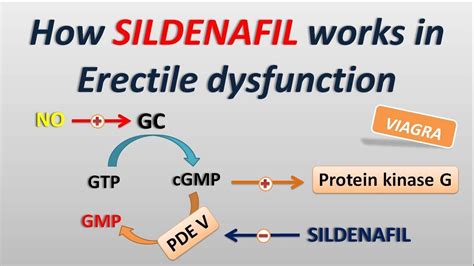 Sildenafil Mechanism