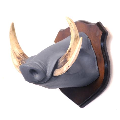 Warthog Tusk - Taxidermy Mounts for Sale and Taxidermy Trophies for Sale!