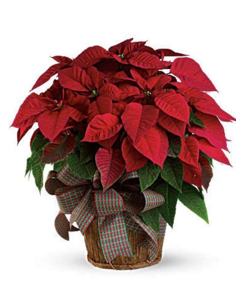 Poinsettias & Plants | Milwaukee (WI) Same-Day Delivery | Welke's Florist