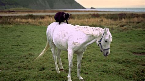 Goat On A Horse Newfoundland And Labrador Youtube