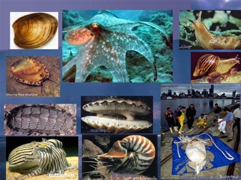 invertebrates : mollusca