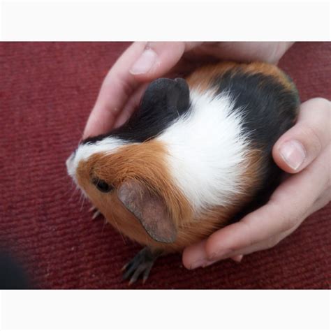 Морские свинки, продам не дорого - Киев — PetsUA