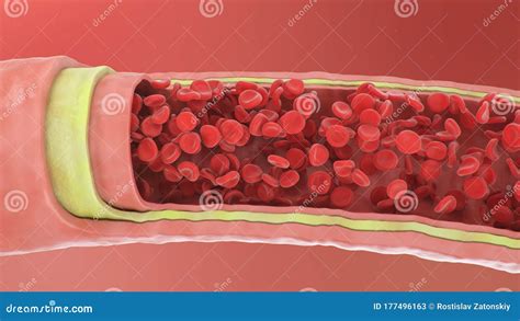 3d Illustration Of Red Blood Cells Inside An Artery Vein Healthy